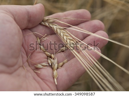 Ripe wheat ears on a human hand, on the background of a wheat field