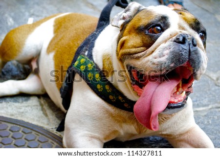 Beautiful bulldog with a long tongue