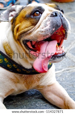 Beautiful bulldog with a long tongue