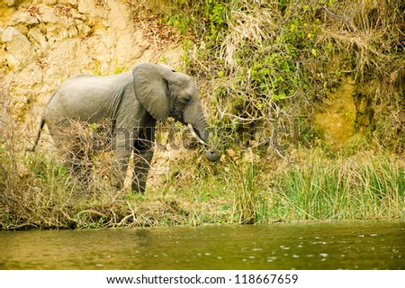 Elephant on the coast of the river in Africa