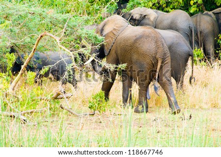 Flock of elephants walk away