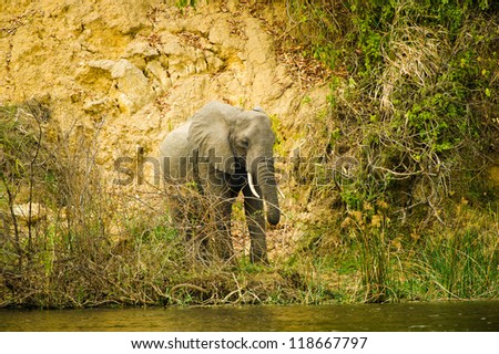 Elephant on the coast of the river in Africa