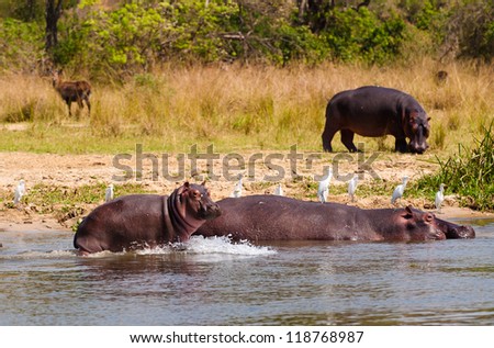 Hippopotamus of Africa, father and son play in the water
