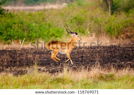 Antelope jumps in Uganda