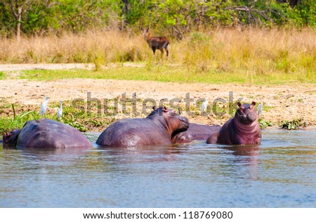 Hippopotamus play in the water