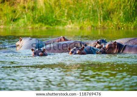 Hippopotamus play in the water
