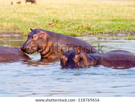 Hippopotamus play in the water in Uganda