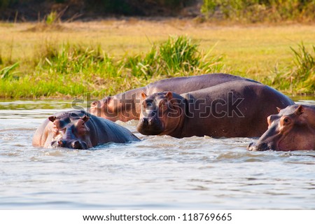 Hippopotamus swim in the river during a hot day in Africa
