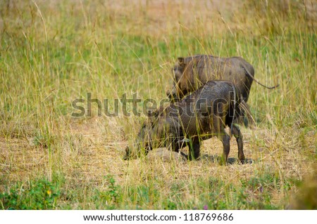 Two wild hogs eat grass and look for something on the ground