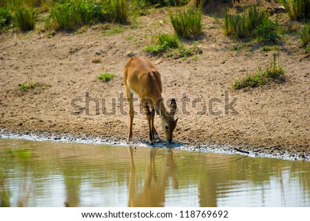 Cute little antelope drinks water from the river in Africa