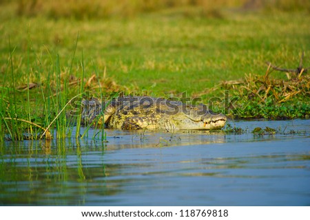 African scary big crocodile lays on the coast of the river in Uganda, Africa