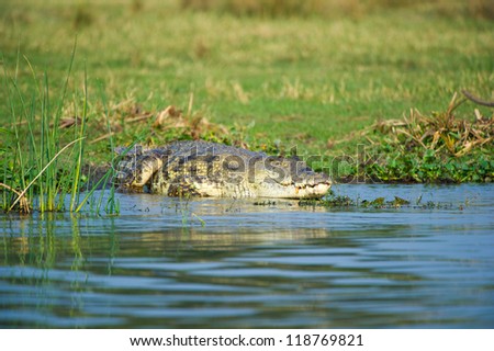 African crocodile lays on the coast of the river