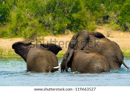 Elephants from Uganda play in the water
