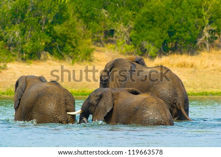 Three elephants in the water