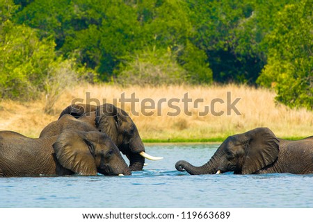 Couple of elephants in the water