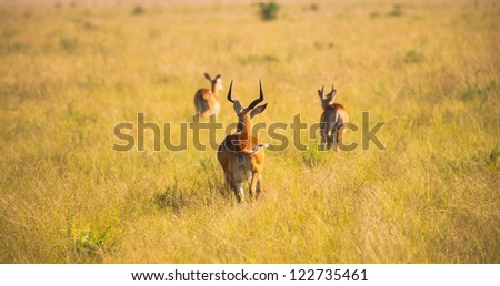 Flock of the antelopes try to pass trough the high grass