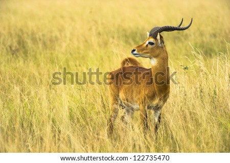 Antelope looks on the right in Africa, Uganda