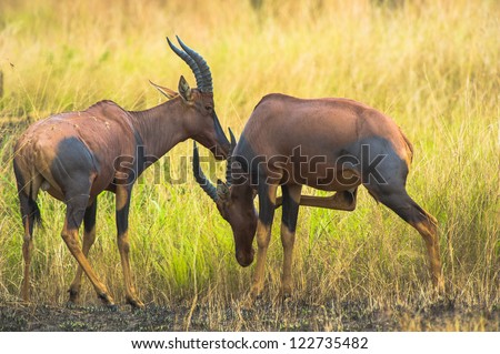 Two antelopes stay side by side in Africa, Uganda