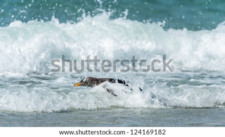 Gentoo penguin swims in the ocean.  Falkland Islands, South Atlantic Ocean, British Overseas Territory