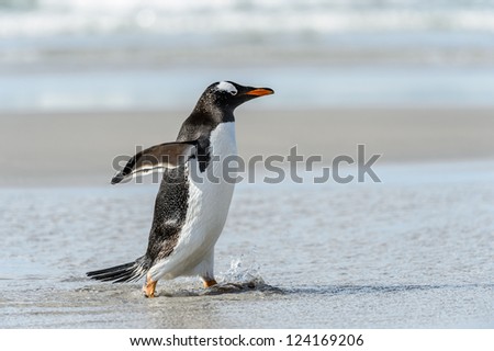 Gentoo penguin runs over the coast.  Falkland Islands, South Atlantic Ocean, British Overseas Territory