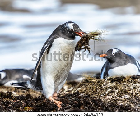 Gentoo penguin with piece of ground in its mouth. South Georgia, South Atlantic Ocean.