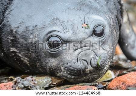 Amazing deep eyes of a Baby Atlantic seal. South Georgia, South Atlantic Ocean.