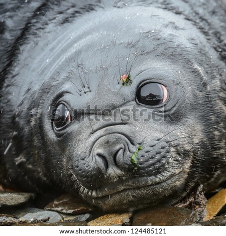 Baby Atlantic seal looks with very huge deep and beautiful eyes. South Atlantic Ocean.