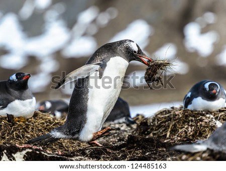 Gentoo penguin runs with a piece of junk in its mouth. South Georgia, South Atlantic Ocean.