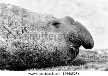 Elephant seal in black and white. South Georgia, South Atlantic Ocean.