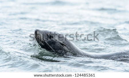 Atlantic fur seal swims in the ocean. South Georgia, South Atlantic Ocean.