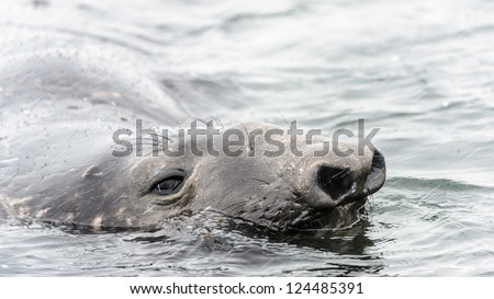 Elephant seal swims sad in the ocean. South Georgia, South Atlantic Ocean.
