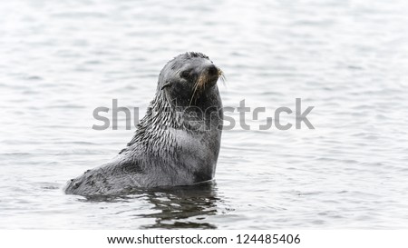 Atlantic fur seal poses in the water. South Georgia, South Atlantic Ocean.
