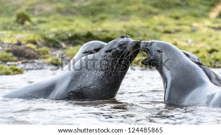 Atlantic fur seals play in the water. South Georgia, South Atlantic Ocean.
