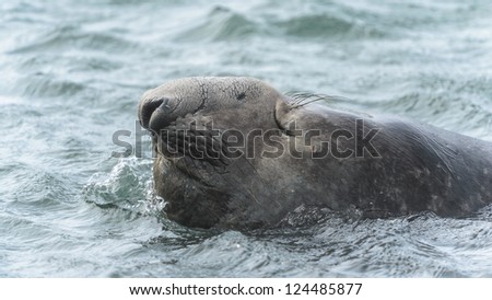 Elephant seal swims in the water.  South Georgia, South Atlantic Ocean.
