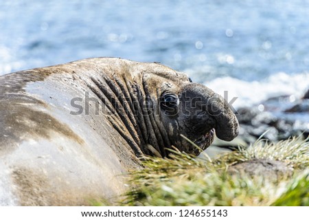 Elephant sea lion looks back with sad eyes. South Georgia, South Atlantic Ocean.