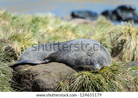 Atlantic fur sea lion sleeps. South Georgia, South Atlantic Ocean.