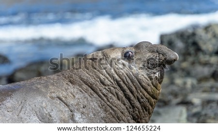 Elephant sea lion looks up. South Georgia, South Atlantic Ocean.