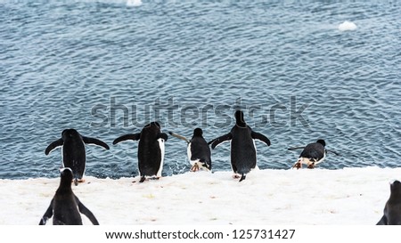 Group of penguins jumps into the water in Antarctica