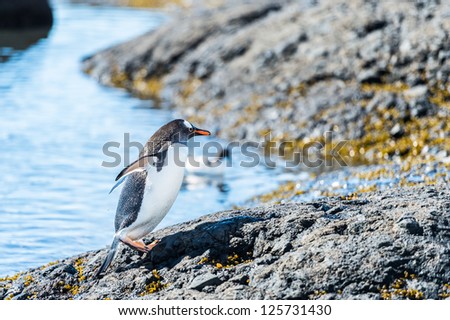Gentoo penguin runs over the stone