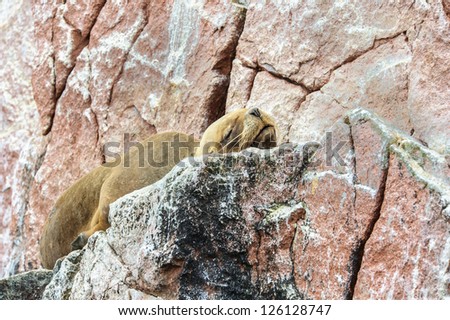 South American sea lion sleeps over the rock, Peru, South America