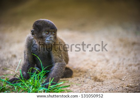 Woolly Monkey in the Amazon Rain forest