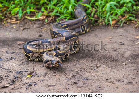Boa constrictor comes out of the jungle