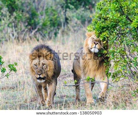 Two lions walk together