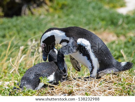 One magellanic penguin takes care of the other