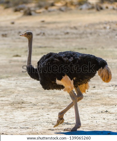 Southern Ostrich, southern Africa.