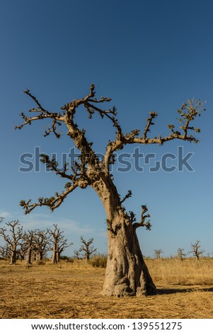 Baobab tree. English common names for the Baobab include dead-rat tree