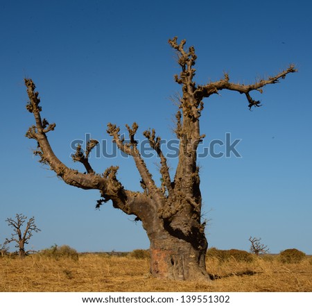 Baobab tree. English common names for the Baobab include dead-rat tree