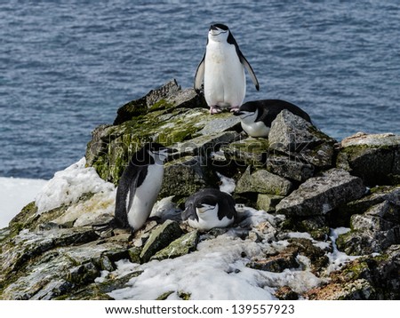 Penguin is going to jump off the rock into the water