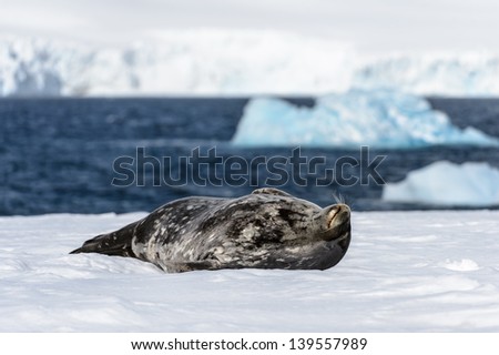 Sea lion lay on the snow near the water