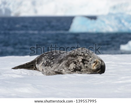 Sea lion lay on the snow near the water